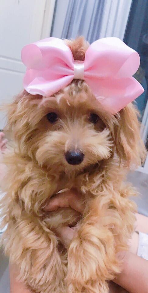 Chị Hồng cho biết khi đến đón thì Kem được nhốt trên lầu nhưng khi nghe tiếng chủ thì nó mừng và sủa rất to. Gia đình đó không cho chúng tôi chuộc Kem nhưng năn nỉ suốt và cuối cùng chúng tôi phải trả 6 triệu đồng để chuộc lại Kem.