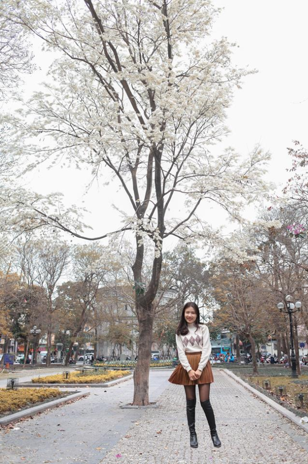 Đầu tháng 3, khi miền Bắc còn chút lạnh, và mưa xuân lất phất cũng là lúc hoa sưa bắt đầu nở trên các con đường, góc phố của Thủ đô. Những ngày này, các bạn trẻ chỉ cần đi dạo một vòng là có thể khám phá ra rất nhiều địa điểm hoa sưa nở trắng xóa.