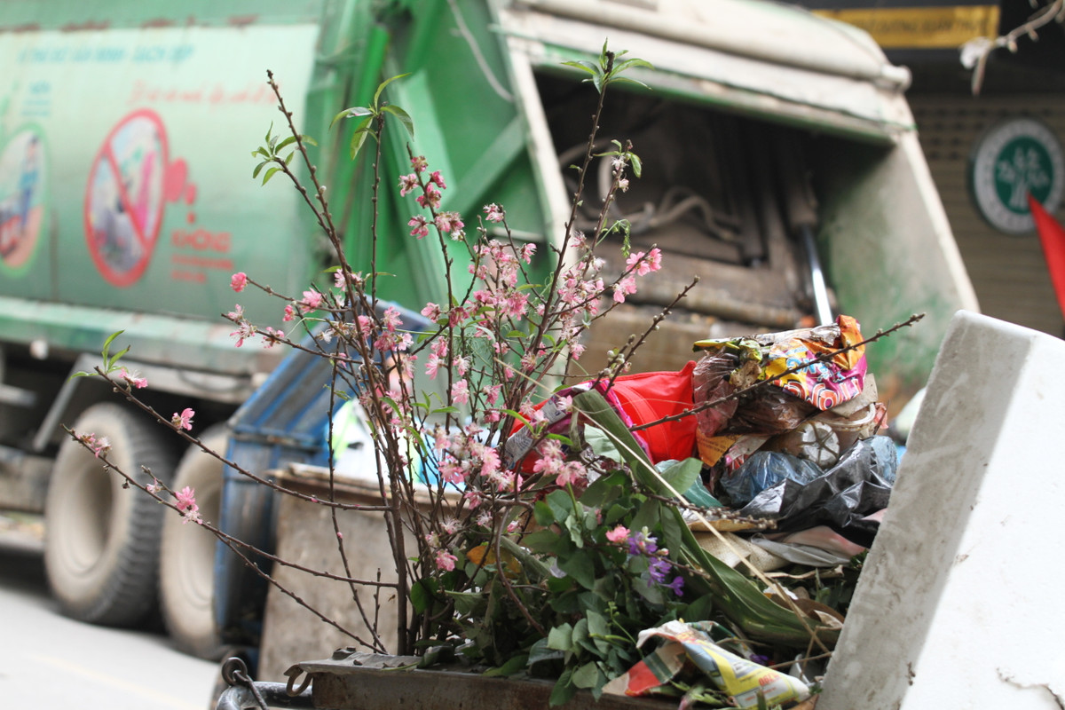 Cành đào trước khi được đưa lên xe rác.