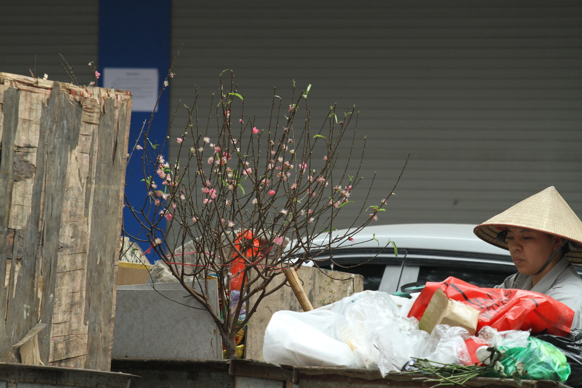 Những cây đào này bị vứt ra xe rác một phần vì nó đã được chủ nhân mua từ 23 tháng Chạp cúng Táo quân, một phần vì do thời tiết nắng nóng của Hà Nội những ngày qua khiến hoa đào nở sớm trước Tết.