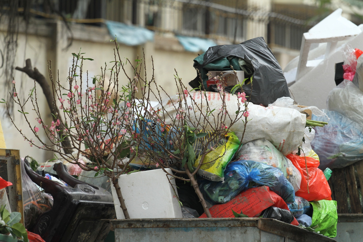 Chia sẻ với PV Kiến Thức, chị Thanh Trà (tổ trưởng tổ vệ sinh môi trường số 3 chi nhánh Đống Đa) cho biết: "Năm nay, lượng hoa đào được người dân vứt ra xe rác nhiều hơn mọi năm. Và điều này dễ hiểu thôi nắng nóng như này, hoa nở hết nên việc phải vứt đi. Khi được vứt lên xe rác, công nhân của chúng tôi sẽ chặt gọn rồi mới đưa lên xe cẩu".