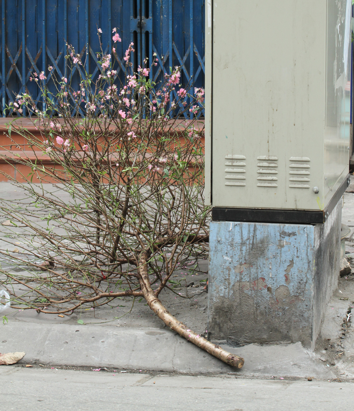 Cành đào nằm chỏng chơ cạnh bốt điện chiều 29 Tết.