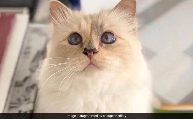 "Cô mèo" này cũng là nhân vật chính trong cuốn sách “Choupette: The Private Life of a High-Flying Fashion Cat” với những bức ảnh chụp cùng với siêu mẫu Linda Evangalista và diễn viên Laetitia Casta.