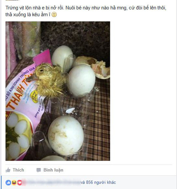 Trước đó, trong những ngày nắng nóng của năm ngoái, trường hợp các bạn trẻ bất đắc dĩ trở thành "mẹ vịt" trong những ngày nắng nóng đã từng xuất hiện.