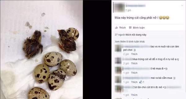 Một thành viên bỗng trở thành bà mẹ bất đắc dĩ cho lũ chim cút nở sớm vì quá nóng.