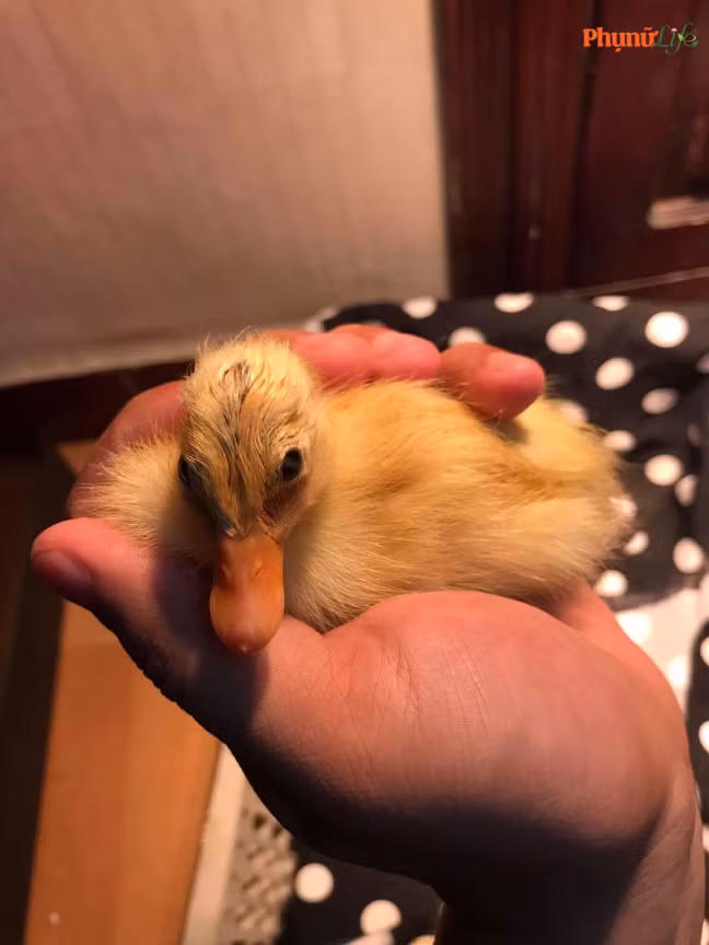 Một chú vịt có mẹ nhờ nắng nóng.