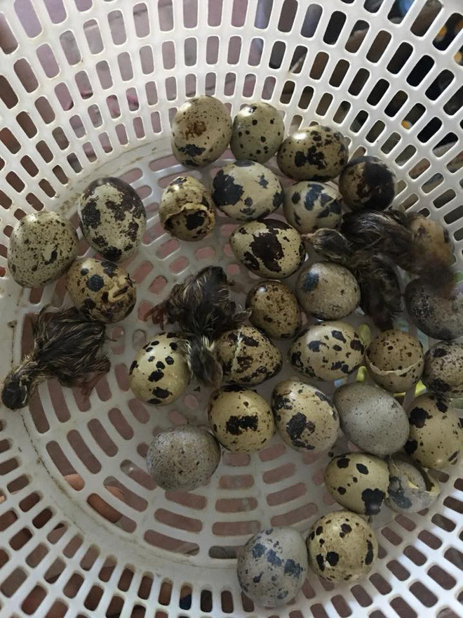 Mới đây trên mạng xã hội, câu chuyện trong những ngày nắng của một anh chàng có tên H.A mua cả rổ trứng chim cút lộn về, chưa kịp chế biến, cả rổ trứng đã nở bung thành đàn chim.