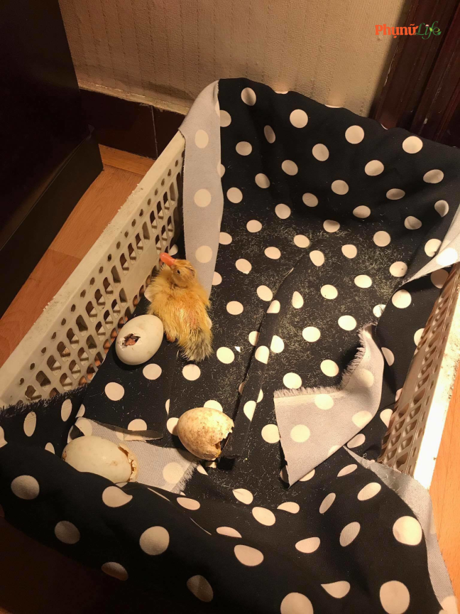 Không chỉ có các chú chim cút có mẹ mà các chú vịt cũng vì nắng nóng mà phải ra đời sớm.