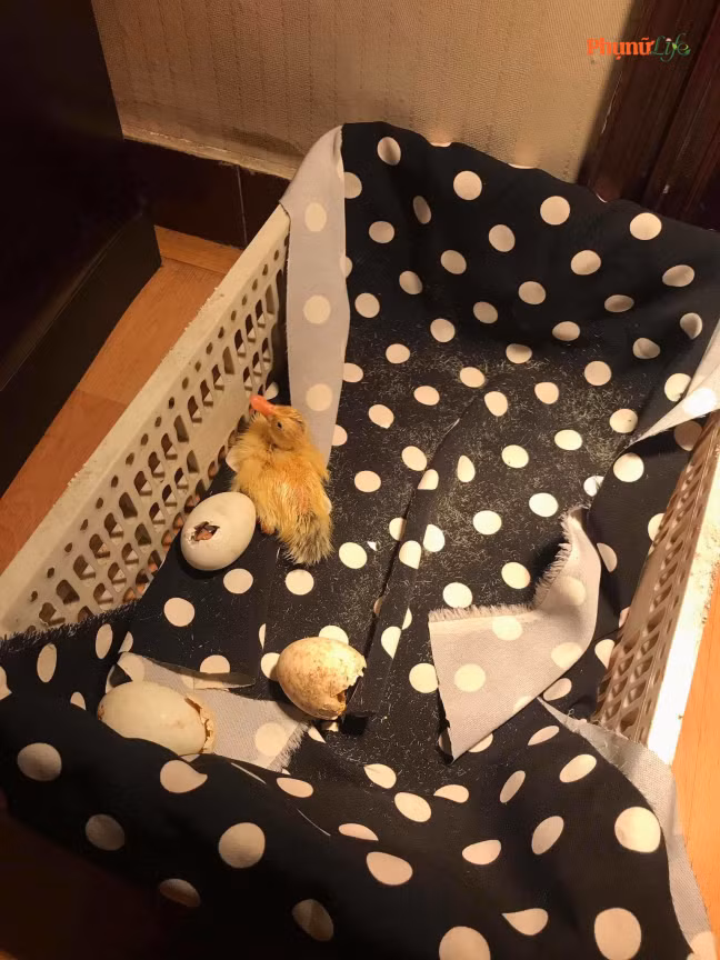 Không chỉ có các chú chim cút có mẹ mà các chú vịt cũng vì nắng nóng mà phải ra đời sớm.