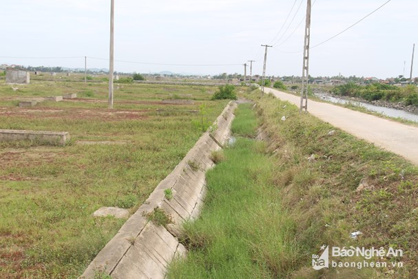 Mương dẫn nước vào đồng muối ở xã Diễn Bích (Diễn Châu) cỏ dại mọc um tùm. Ảnh: Văn Trường.