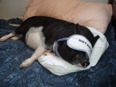 Theo các đầu mối bán heo cảnh mini, loại này là giống heo hương. Chúng có kích cỡ nhỏ, tai nhỏ, vểnh, bụng phệ, lưng cong, má phính, đầu tròn, mõm, chân, cổ và cái đuôi ngắn, dày lông. Vì nuôi làm cảnh nên chúng thường ăn cám viên hoặc ngũ cốc, sữa.