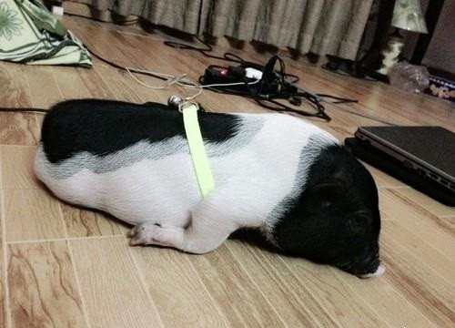 Gần đây dân chơi thú cưng ở Việt Nam bắt đầu tìm mua lợn cảnh để làm vật nuôi, theo xu hướng mới.