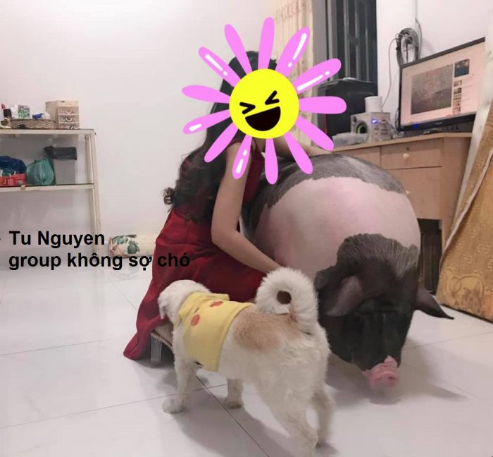 Đặt mua một chú lợn mini làm vật cưng, Tuấn Anh ở Ba Đình giải thích, trước đây mỗi lần về quê thấy những con lợn con trông rất đáng yêu nên gần đây khi thấy mọi người đăng bán rầm rộ đã quyết định mua một con. Con lợn nặng 2,5 kg, giá 5 triệu đồng.