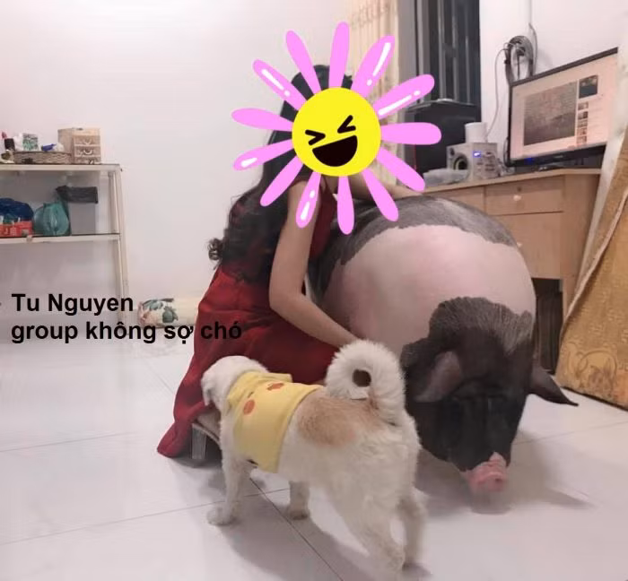 Đặt mua một chú lợn mini làm vật cưng, Tuấn Anh ở Ba Đình giải thích, trước đây mỗi lần về quê thấy những con lợn con trông rất đáng yêu nên gần đây khi thấy mọi người đăng bán rầm rộ đã quyết định mua một con. Con lợn nặng 2,5 kg, giá 5 triệu đồng.