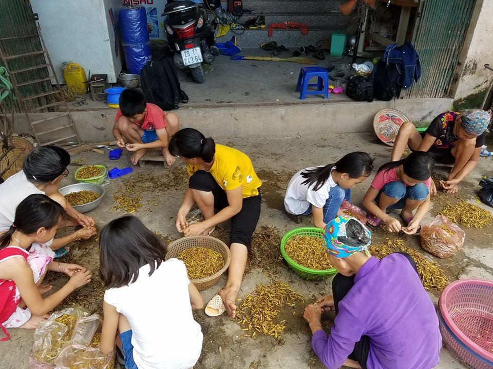 Tại 1 cơ sở sơ chế châu chấu làng Lai Xá.