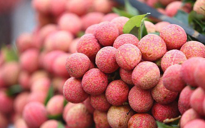 Vải thiều Việt Nam đã chinh phục thành công nhiều thị trường khó tính trên thế giới. (Ảnh: Thanh Niên)