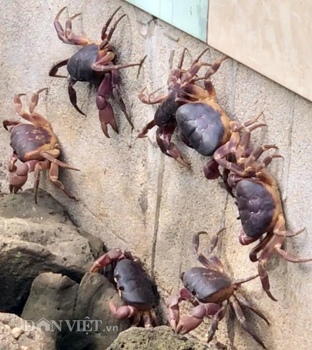 Một lượng lớn cua dẹp luôn được duy trì tại chuồng nuôi.