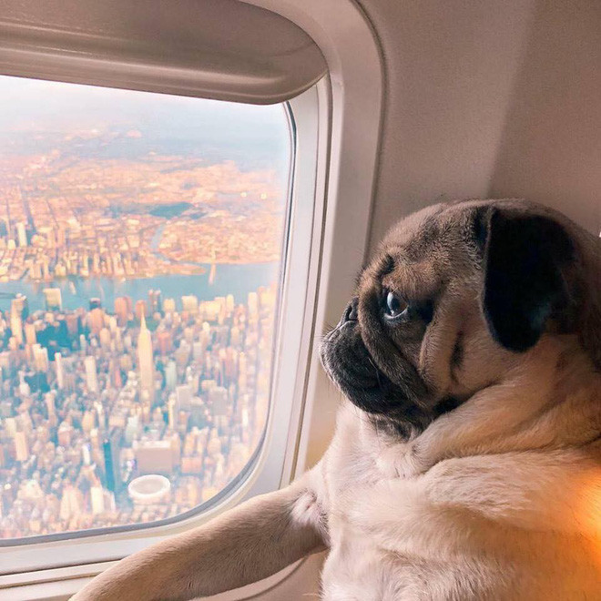 Bên cạnh những clip của các bạn trẻ, hôm nay page Facebook Không Sợ Chó đã đăng tải bộ ảnh về của một chú chó pug nhà giàu khiến nhiều người vô cùng thích thú.