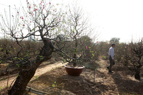 Tết Âm lịch đã cận kề, thời điểm này, các nhà vườn trồng đào Nhật Tân (quận Tây Hồ, Hà Nội) đang hối hả bán đào. Ngoài những loại đào truyền thống thì các dáng đào đẹp, độc, lạ, cũng đang được các nhà vườn dày công chăm sóc, kỳ công tạo thế. Một trong những loại mới năm nay là đào lũa với hình dáng đẹp mắt, có tính thẩm mĩ và giá trị nghệ thuật cao.