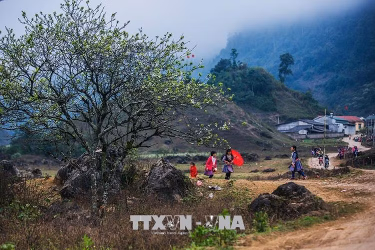 Mùa xuân về cũng là thời điểm mà đồng bào người Mông diện trang phục rực rỡ và chơi những trò chơi truyền thống.