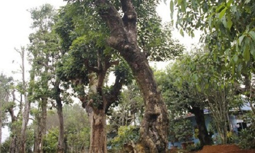 Duong day buon ban sieu cay tram ty o Ha Noi-Hinh-2