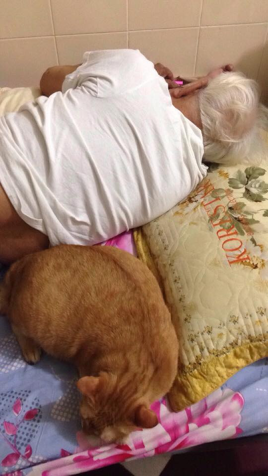 "Nhưng có lẽ em đủ duyên lành và có duyên với cả nhà,ngày đón em về em đã biết nịnh người quyền lực nhất nhà là ông bà nội.Để giờ 10 năm qua,chưa ai có thể thay thế em được trong lòng cả nhà.Em giờ chẳng những là Messi bắt chuột của nội.Còn là heo con nhỏ của các chị gái trong nhà." Bi Bo cho biết thêm.