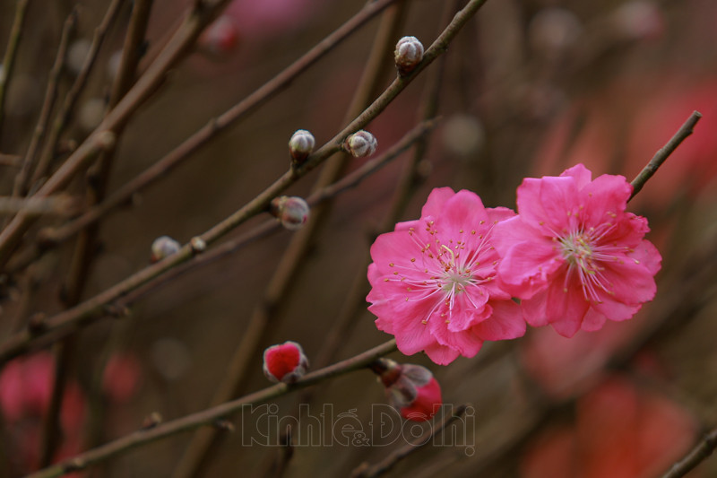 Cho hoa lon nhat Ha Noi nhon nhip truoc them Tet Nguyen dan 2021-Hinh-8