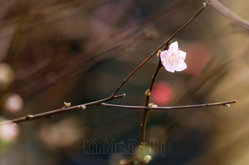 Cho hoa lon nhat Ha Noi nhon nhip truoc them Tet Nguyen dan 2021-Hinh-3