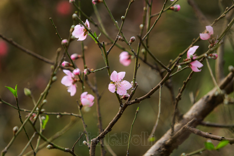 Cho hoa lon nhat Ha Noi nhon nhip truoc them Tet Nguyen dan 2021-Hinh-12
