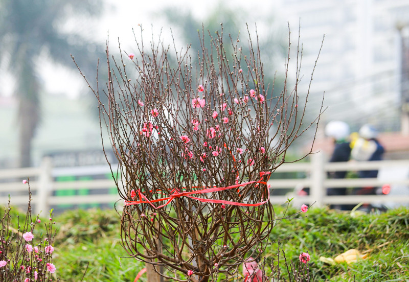 Cho hoa lon nhat Ha Noi nhon nhip truoc them Tet Nguyen dan 2021-Hinh-2