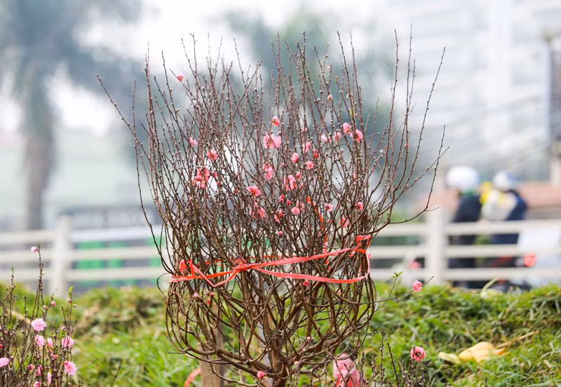 Cho hoa lon nhat Ha Noi nhon nhip truoc them Tet Nguyen dan 2021-Hinh-2