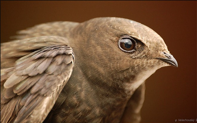 It ai biet chim yen nho be co the bay lien tuc... 10 thang