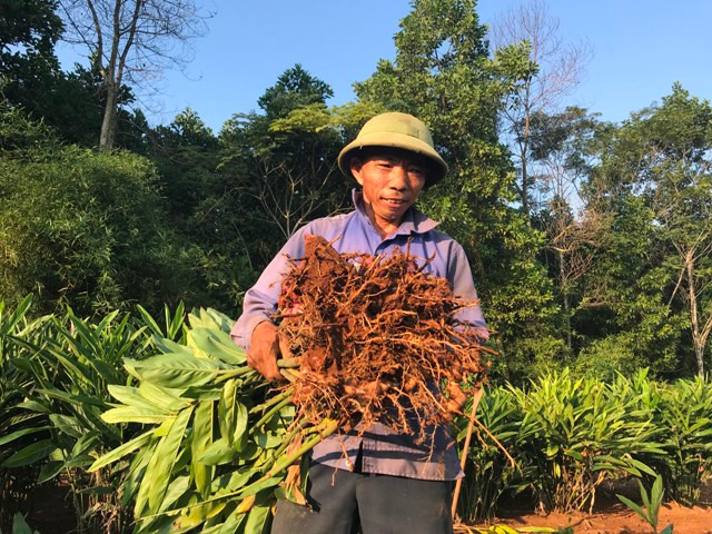 Trồng cây “củ đỏ”, người dân Thanh Hóa cầm chắc 40 tỷ/năm Trong cay “cu do”, nguoi dan Thanh Hoa cam chac 40 ty/nam