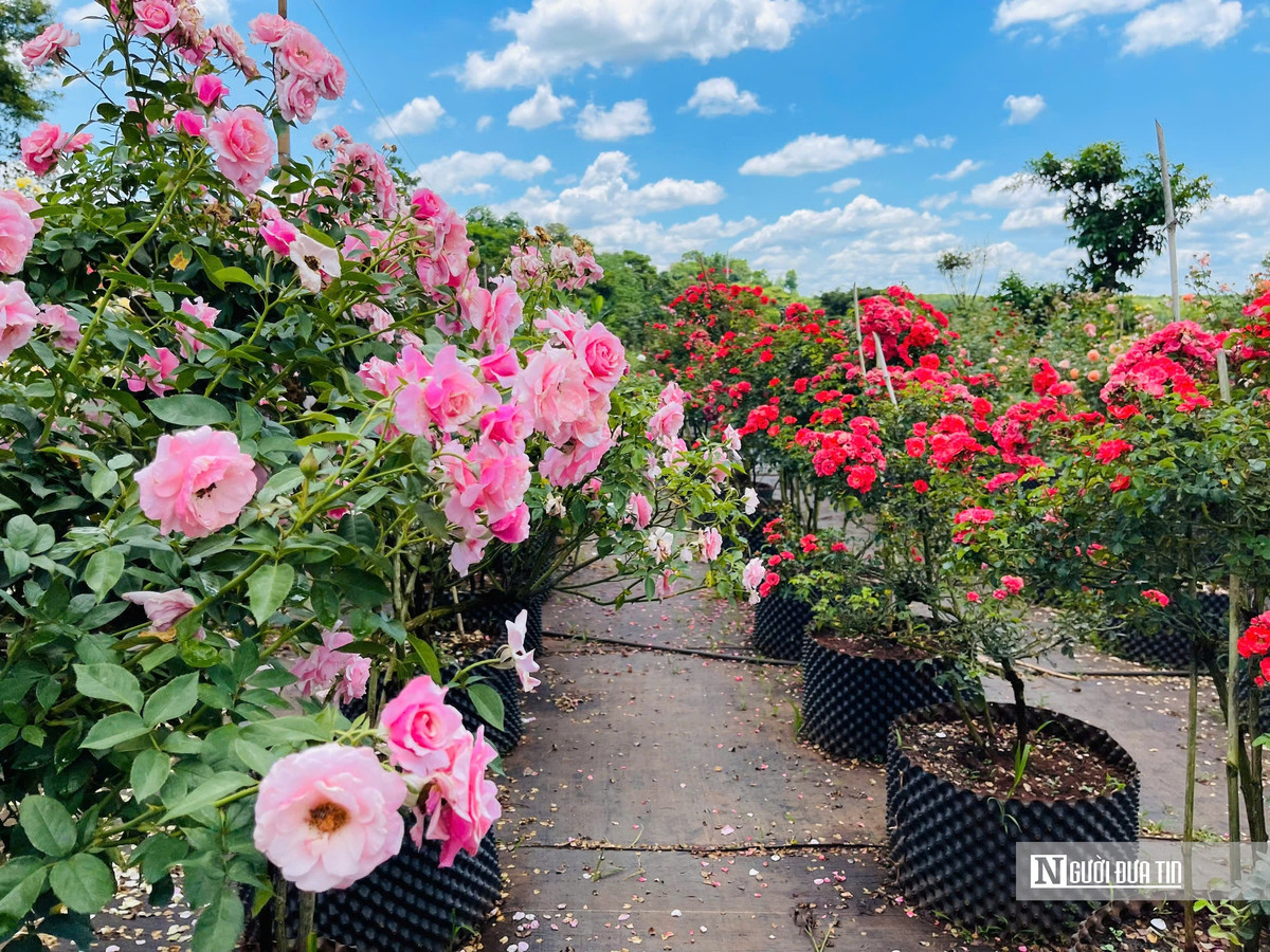 Trồng hoa hồng, chàng trai 9X mang về doanh thu “khủng” Trong hoa hong, chang trai 9X mang ve doanh thu “khung”