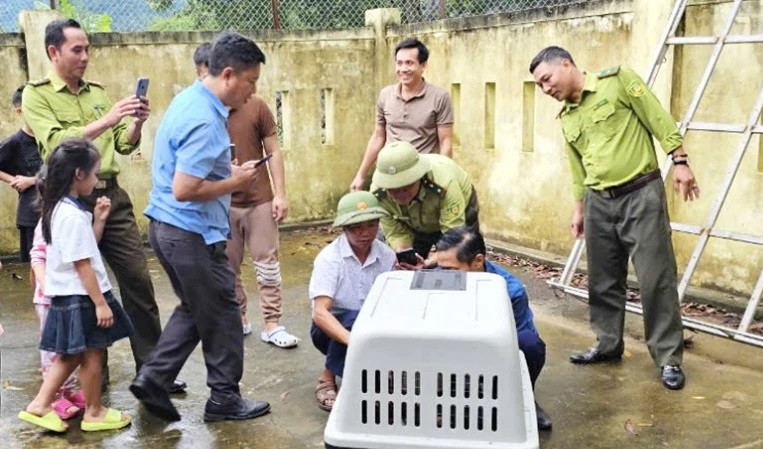 Bắt cá thể voọc quý hiếm quậy phá dân cư ở Quảng Bình Bat ca the vooc quy hiem quay pha dan cu o Quang Binh