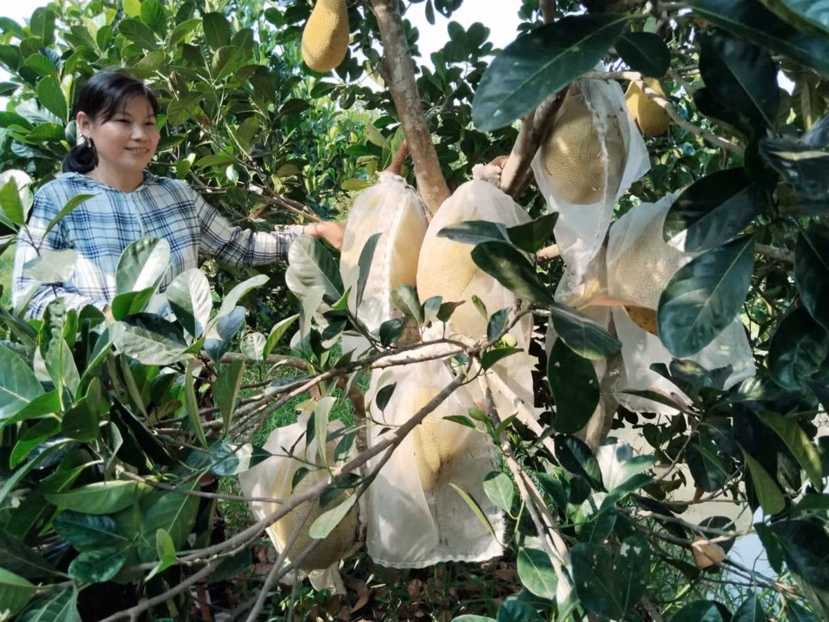 Kien Giang: Loai qua mau vang, ruot do, he ban la het sach