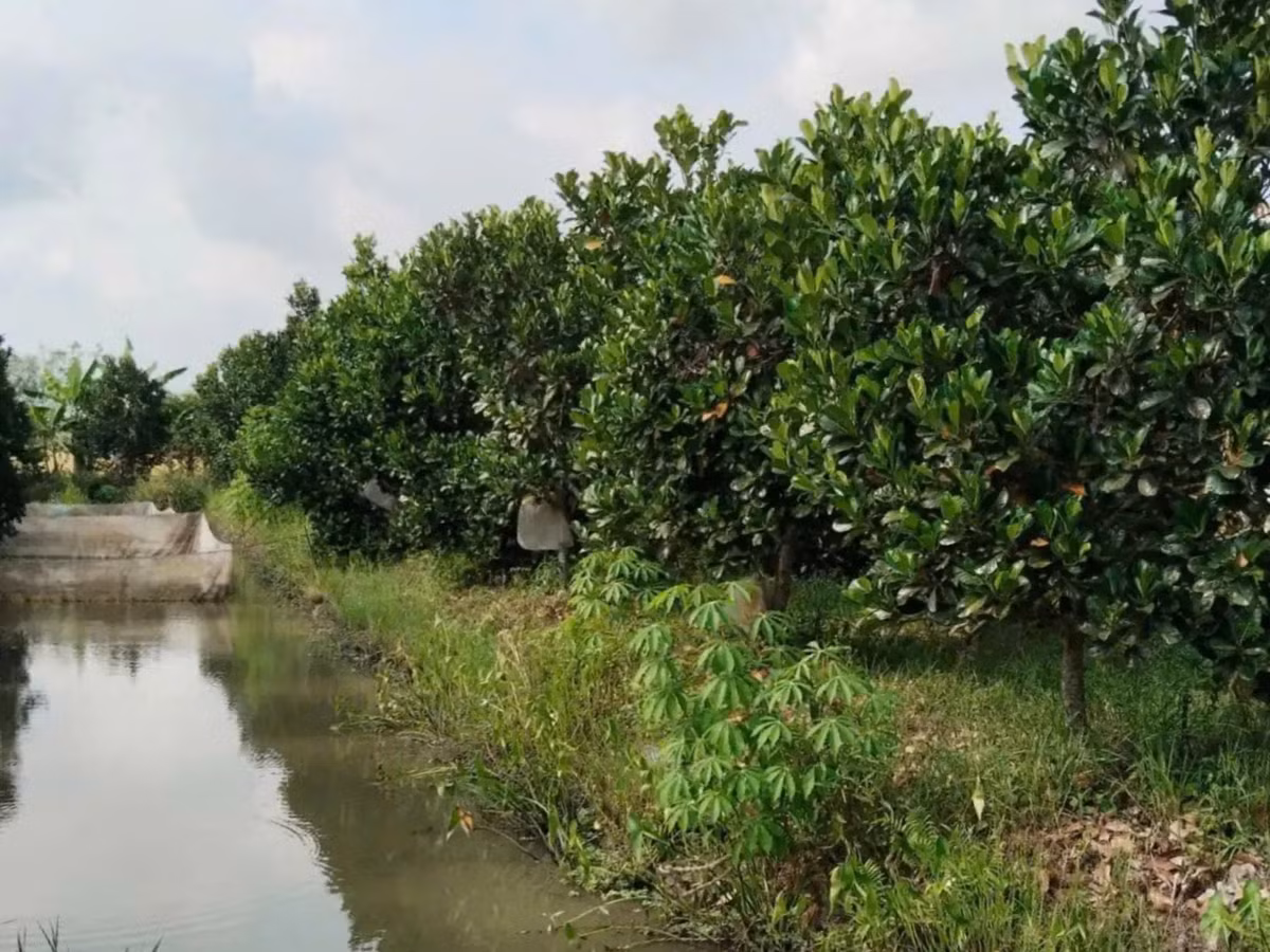 Kien Giang: Loai qua mau vang, ruot do, he ban la het sach-Hinh-2