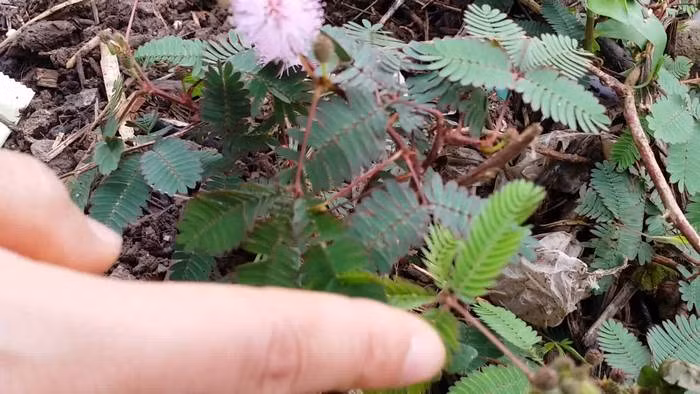 Cây xấu hổ. Loài cây này có vị ngọt, hơi the, tính hàn nhẹ có tác dụng an thần chống viêm. Bạn có thể dùng từ 15-20 rễ cây xấu hổ đã sao vàng uống thay nước sẽ trị được bệnh đau lưng do phong thấp. Ảnh: Youtube.