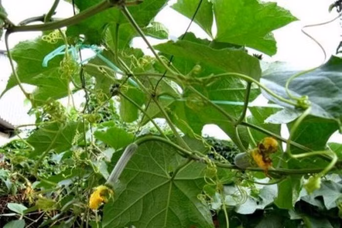 Cây mướp. Mướp được biết đến trong nhiều món ăn rất ngon, quả mướp có vị ngọt thanh mát, hương thơm, chế biến các món ăn rất hấp dẫn. Khi bị đau lưng, có thể dùng dây mướp cắt khúc rồi sắc lấy nước uống mỗi ngày 2 – 3 lần sẽ giúp giảm đau lưng hiệu quả. Ảnh: Chuthapdo.