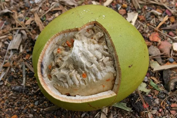 1. Nhân hạt đào (đào nhân) vị đắng ngọt, tính bình, có công hiệu phá huyết tan ứ, nhân táo trơn ruột, có tác dụng hoạt huyết hành huyết, làm tan huyết tự ứ, làm tan đờm, nhuận tràng, điều hòa chức năng cơ quan hô hấp, giảm ho. Trong điều trị lâm sàng, nhân đào còn thường dùng chữa trị bế kinh, đau bụng kinh, cao huyết áp, viêm ruột thừa, tụ huyết sưng đau do chấn thương. Đối với chứng liệt nửa người do tắc nghẽn mạch máu, đào nhân cũng có tác dụng điều trị nhất định. Ảnh: Cayhoacanh.com.