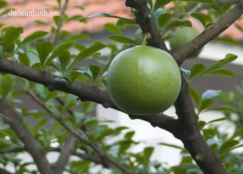 3. Nhựa đào có thể chữa kiết lỵ ra máu, đái tháo đường, viêm phế quản. Đái đục: Nhựa cây đào 10 - 15 gam, cho đường vừa đủ, hấp cách thủy ăn. Ảnh: duocanbinh.vn.