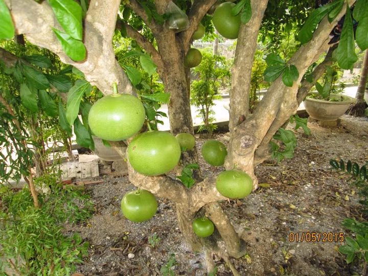 Theo dân gian xưa, thường xuyên ăn quả đào tiên chín hằng ngày sẽ có tác dụng tăng cường tuổi thọ, trị được suy nhược cơ thể, dưỡng sinh lực và điều hòa được kinh lạc... Bên cạnh đó, các bài thuốc từ loại "thần dược" này cũng đang được rất nhiều người tin dùng. Ảnh: caygiong365.com.