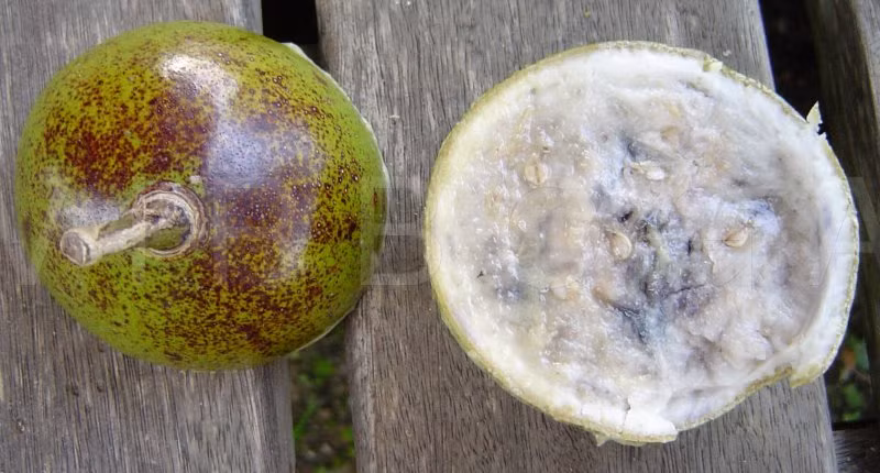 7. Ruột (thịt) quả đào. Làm thuốc tẩy độc: Lấy ruột quả đào tiên 600g, gạo 500ml, ngâm cơm quả đào tiên cất đi để làm thuốc tẩy độc ở đường tiêu hóa, nhờ khả năng khi uống này vào sẽ kích thích co bóp ruột tống chất độc ra ngoài theo đường hậu môn. Ảnh: ntt2016.td8895.com.