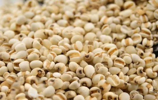 4. Bài thuốc từ hạt bo bo ngâm rượu: Bạn đem hạt bo bo rang cho vàng, đừng để bị cháy, cho bo bo vào một túi vải sạch và ngâm chúng với 1 lít rượu trắng ngon. Ngâm sau một thời gian thì đem ra uống mỗi ngày chừng 10-20ml rất tốt. Ảnh: nhabut.com.