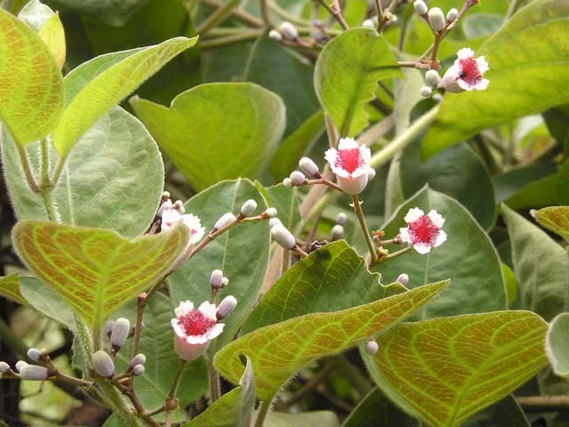 2. Bài thuốc dân gian từ lá mơ lông: Để thực hiện bài thuốc với lá mơ lông, chúng ta cần khoảng 30- 50g lá hoặc rễ cây mơ lông, đem sắc với gừng rồi chia ra 2 phần, 1 phần dùng để xoa bóp khớp bị đau hàng ngày, phần còn lại chì cho chút đường vào uống. Kiên trì kết hợp uống thuốc và xoa thuốc như vậy sẽ mang đến hiệu quả tốt nhất cho người bệnh. Ảnh: tinmoi.vn.