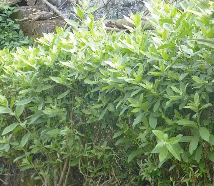 3. Tầm gửi trên cây cúc tần. Chủ yếu tầm gửi trên cây này là tơ hồng. Điều trị bệnh liệt dương. Dùng 12g hạt tơ hồng; lộc giác giao 20g; thục địa, phá cố chỉ, bá tử nhân, phục linh mỗi vị 12g. Làm thành viên, mỗi ngày uống 20 - 30g. 15 ngày là một liệu trình. Ảnh: bupxanh.vn.