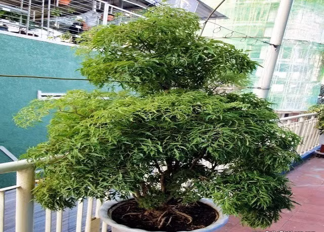 3. Cây đinh lăng. Lá đinh lăng có thể làm gỏi với xoài hay ăn với nem mùi vị ấn tượng. Ảnh: naturalshop.com.