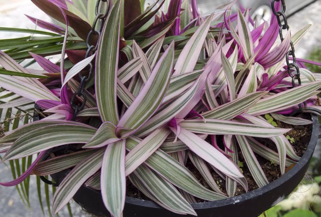 2. Cây lẻ bạn. Lá lẻ bạn rửa sạch, xào với thịt bò. Bông lẻ bạn có thể bóp gỏi và là một món ăn khá ngon miệng. Ảnh: chotnho.org.