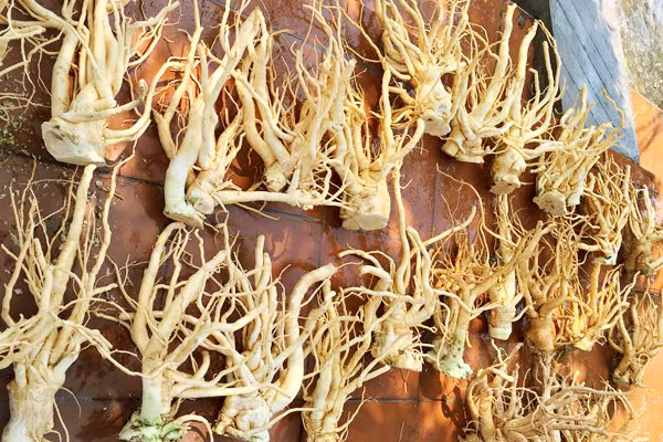 Nhiều người sử dụng rễ cây đinh lăng để ngâm rượu thuốc uống với liều lượng phù hợp để chữa nhức mỏi, đau lưng. Liều lượng: lá tươi 100g/ngày, lá khô 10–20g/ngày và rễ 12–50g/ngày là hợp lý. Ảnh: Thuochay.vn.