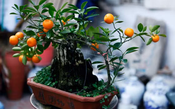 1. Cây quất. Theo Đông y, trái quất vị chua ngọt, tính ấm, có tác dụng chữa ho do phong hàn, các bệnh đường tiêu hóa (đầy tức vùng thượng vị, đau dạ dày, nôn mửa, chán ăn), đau bụng hoặc sa dạ con sau sinh... Ảnh: chaucayxuatkhau.com.